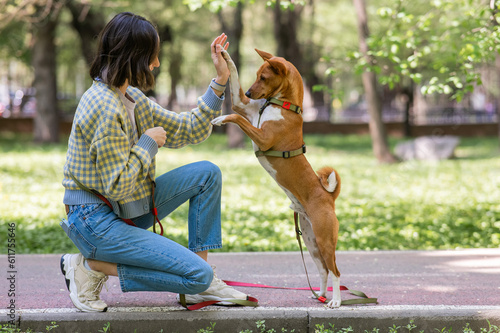 African dog sabbenji high fives the owner on a walk in the park.  photo