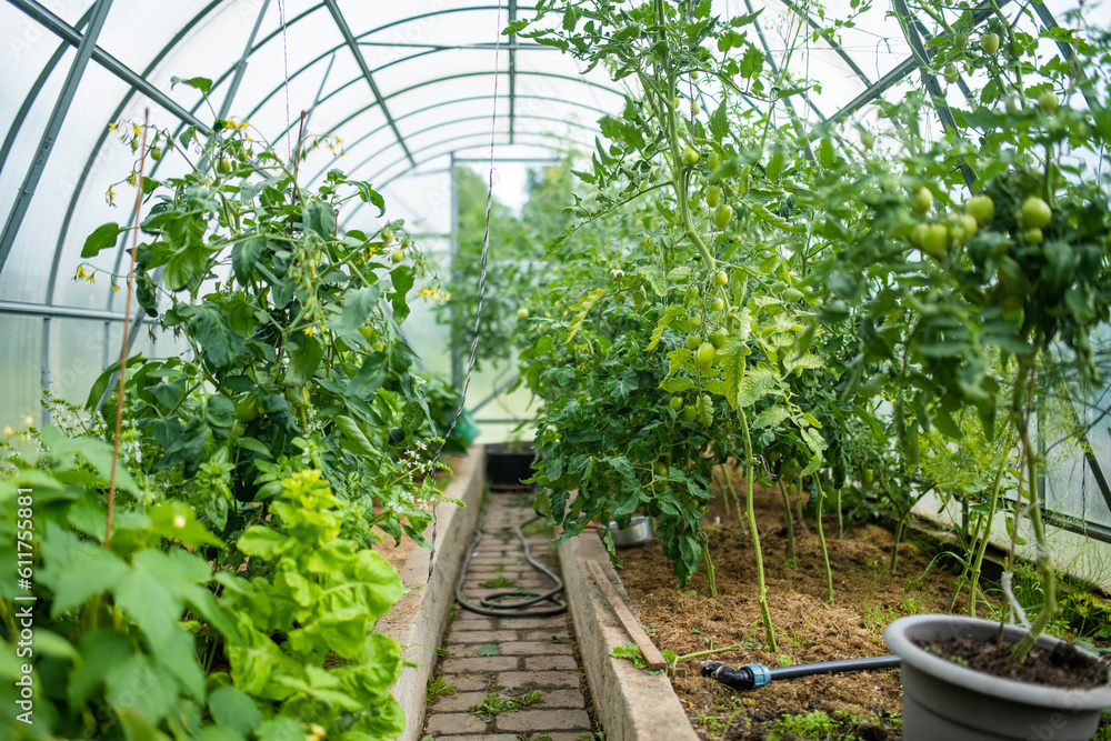 Cultivating herbs and vegetables in a greenhouse in summer season. Growing own vegetables in a homestead. Gardening and lifestyle of self-sufficiency.