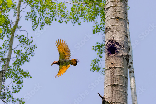 Εκτύπωση καμβά The   northern flicker (Colaptes auratus)  carries the droppings of the young from the nest cavity