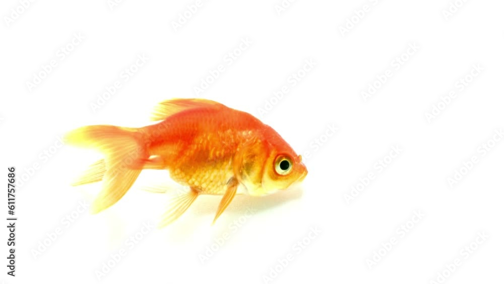 Mesmerizing 4K Macro Shot: Close-Up View of Majestic Goldfish Revealing Exquisite Details