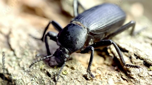 Wallpaper Mural Captivating 4K Close-Up: Extreme Close-Up View of Intriguing Beetle Revealing Extraordinary Details Torontodigital.ca