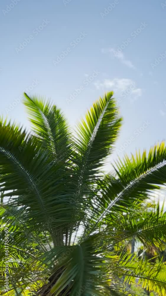 palm tree and sky palm tree and sky