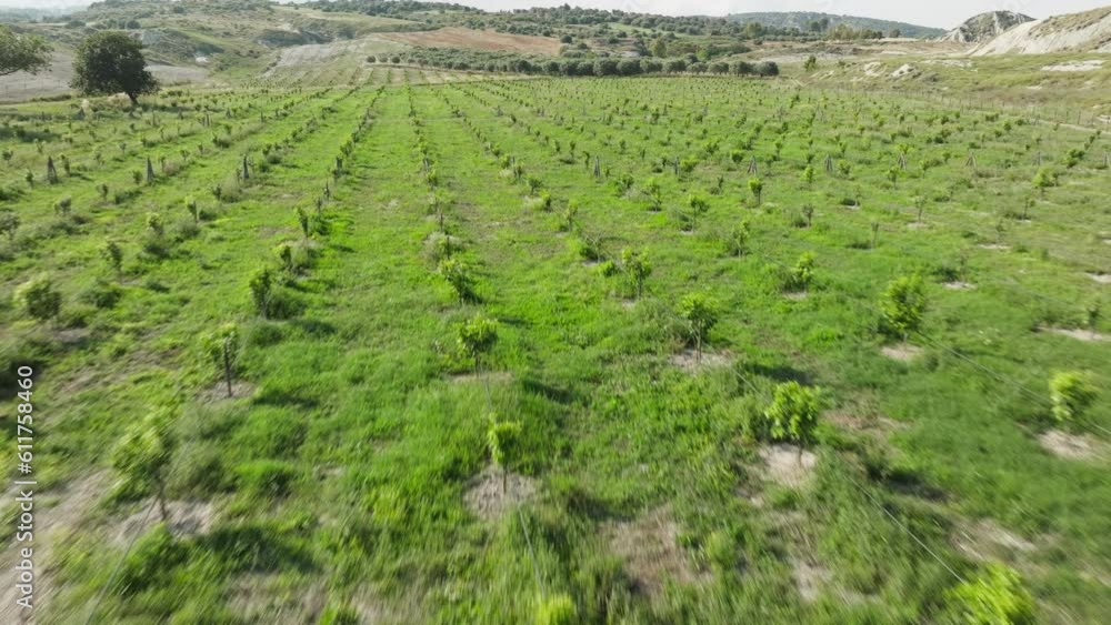Olive trees for the production of olive oil Olive trees for the production of olive oil