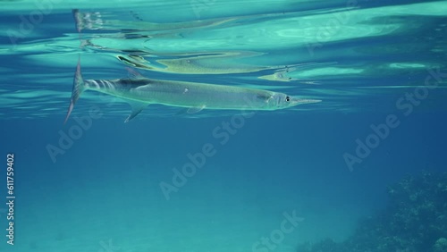 Slow motion, Sea pike swims under waves in sunlight, Closeup. Close up of Needlefish or Garfish swim underwater reflecting on surface of ater on sunny day in bright sunshine photo