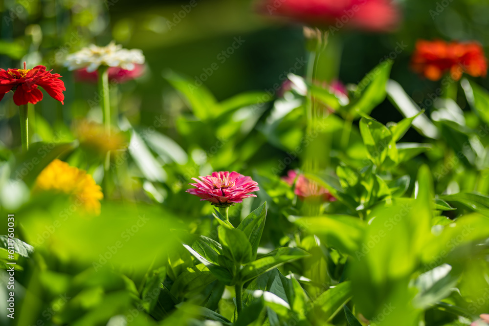 Red and orange zinnia flowers blossoming in summer garden. Red and orange zinnia flowers blossoming in summer garden.