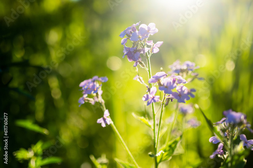 Beautiful purple flowers of Lunaria annua, annual honesty flowers (Silver Dollar, Money Plant) on sunny summer evening.