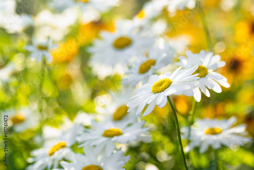 Beautiful chamomile flowers blossoming on sunny summer day. Nature scene with blooming white and yellow daisies. © MNStudio