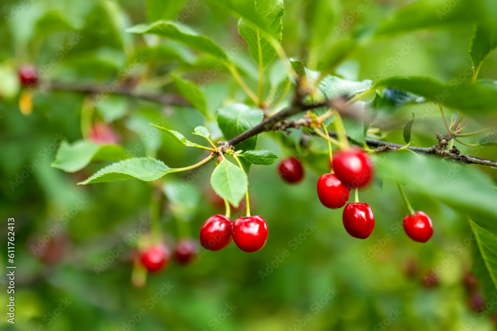 Ripe cherry fruits hanging from a cherry tree branch. Harvesting berries in cherry orchard.