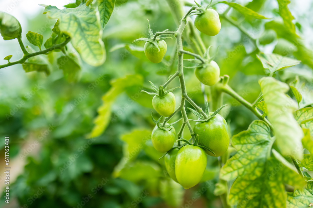 Ripening organic fresh tomatoes plants on a bush. Growing own vegetables in a homestead. Gardening and lifestyle of self-sufficiency. Ripening organic fresh tomatoes plants on a bush. Growing own vegetables in a homestead. Gardening and lifestyle of self-sufficiency.