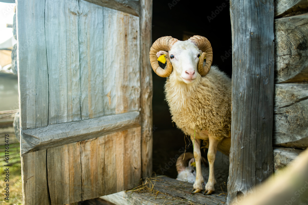Sheep in the sheepfold. Adult sheep peeking from behind the fence. Sheep in the sheepfold. Adult sheep peeking from behind the fence.