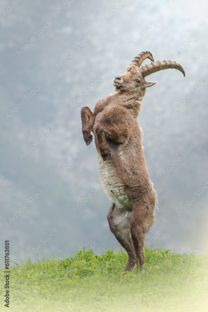 Male ibex or mountain goat (Capra ibex) standing on hind legs on an alpine grassland, Piedmont Alps, Italy.
