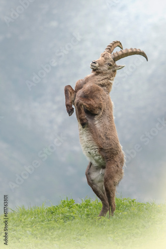Obraz na płótnie Male ibex or mountain goat (Capra ibex) standing on hind legs on an alpine grassland, Piedmont Alps, Italy. w salonie