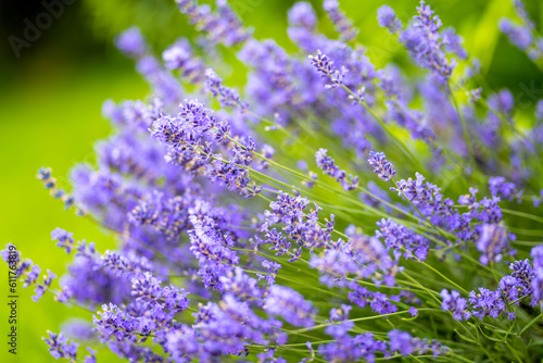 Beautiful lavender flowers blooming in a field at summer