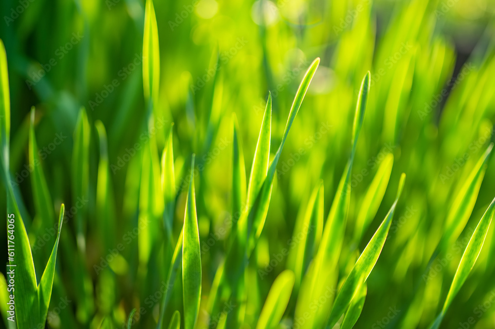 Lush uncut green grass in soft evening light. Perfect fresh lawn on summer evening. Lush uncut green grass in soft evening light. Perfect fresh lawn on summer evening.