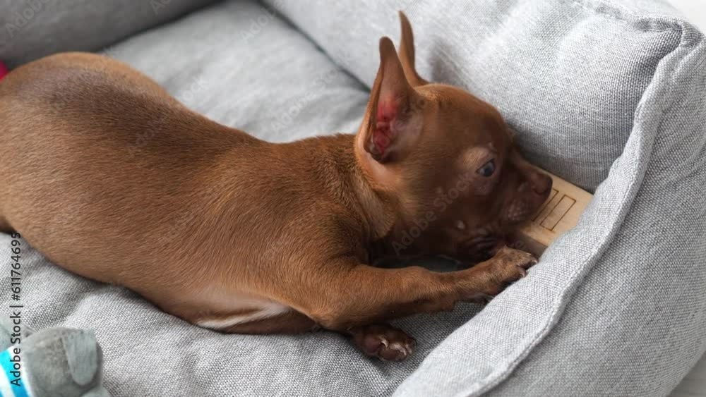 Cheerful, playful puppy plays and gnaws toys. Funny moments in the life of a dog. A small puppy chews on a toy. Watch the dog. Cheerful, playful puppy plays and gnaws toys. Funny moments in the life of a dog. A small puppy chews on a toy. Watch the dog.