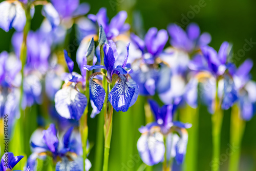 Purple iris flowers blossoming on a flower bed in the park on sunny summer evening.