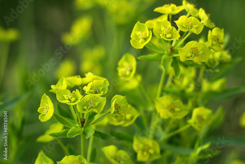 Cypress spurge Euphorbia cyparissias with many yellow flowers in spring photo