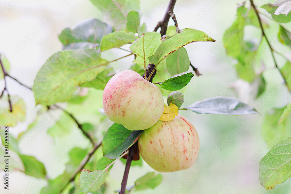 Two apples on branch in summer day outdoors. Close-up. Branch of apple tree with fresh apples and green leaves on nature background. Apple harvest. Two apples on branch in summer day outdoors. Close-up. Branch of apple tree with fresh apples and green leaves on nature background. Apple harvest.