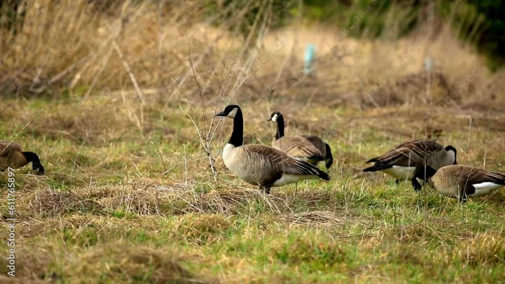 Enchanting 4K Sight: Flock of Beautiful Geese Birds Gracefully Feeding in Nature's Embrace Enchanting 4K Sight: Flock of Beautiful Geese Birds Gracefully Feeding in Nature's Embrace