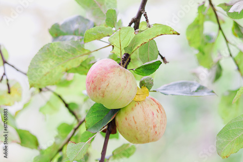 Two apples on branch in summer day outdoors. Close-up. Branch of apple tree with fresh apples and green leaves on nature background. Apple harvest.