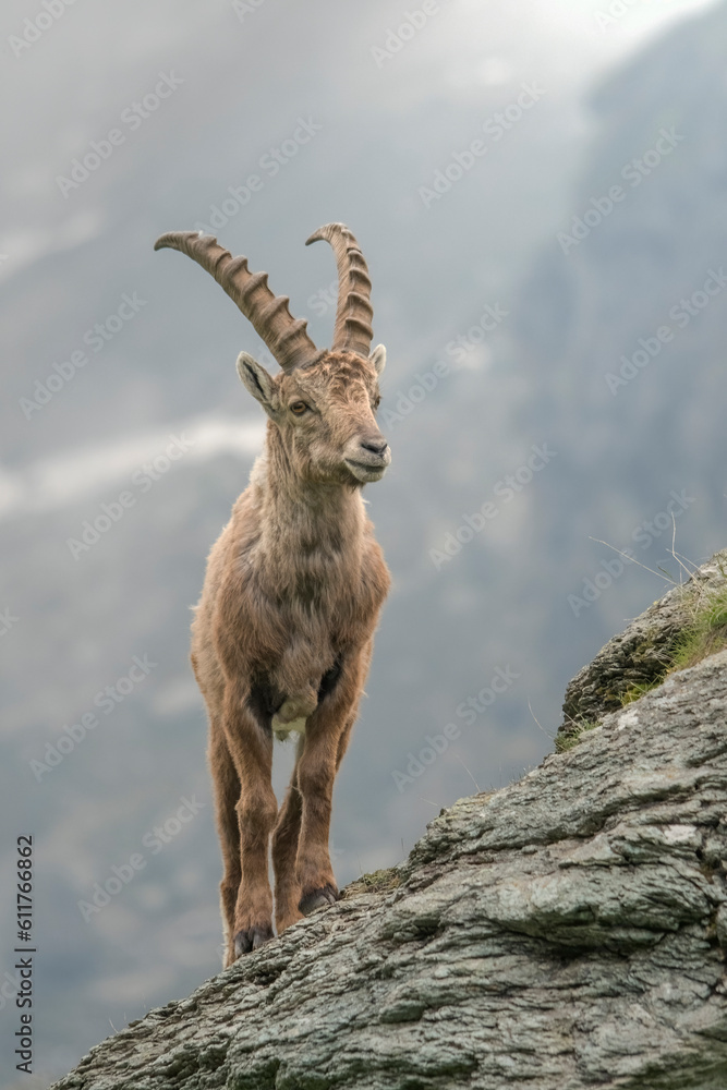 Male alpine ibex (Capra ibex) or wild mountain goat standing on rocks at the edge of slope. Piedmont Alps, Italy