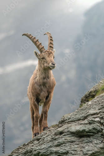 Obraz na płótnie Male alpine ibex (Capra ibex) or wild mountain goat standing on rocks at the edge of slope. Piedmont Alps, Italy w salonie