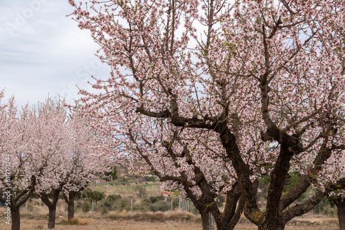 Almond trees in blossom fields in Teruel Aragon Spain