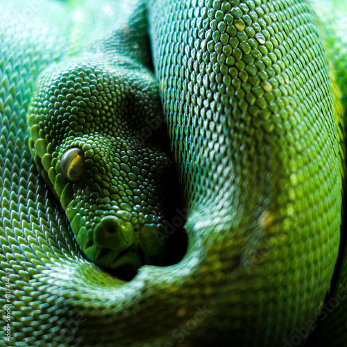 Green tree python snake. Close up of reptile scales.