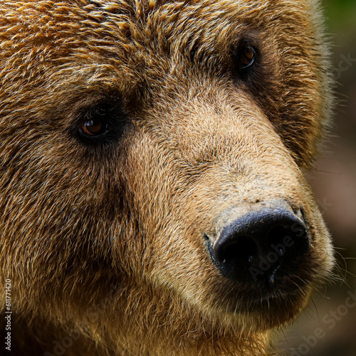 Wallpaper Mural brown bear portrait close up Torontodigital.ca