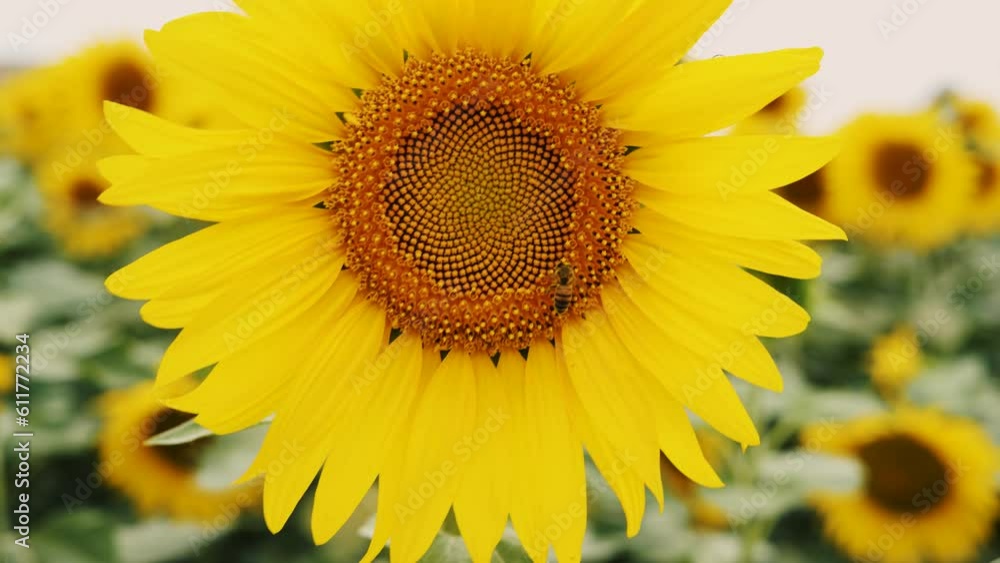 Sunflower growing in a field of sunflowers during a nice sunny summer day. Sunflower growing in a field of sunflowers during a nice sunny summer day.