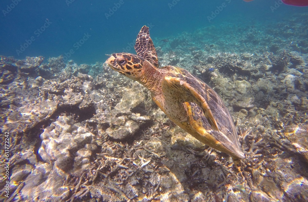coral reef with turtle coral reef with turtle