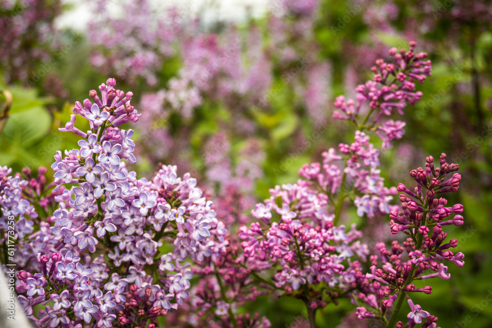 Lilac flower on a blurred background