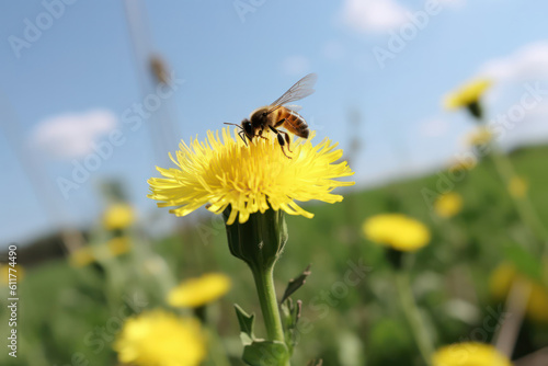 Biene an einer Blüte © Matthias