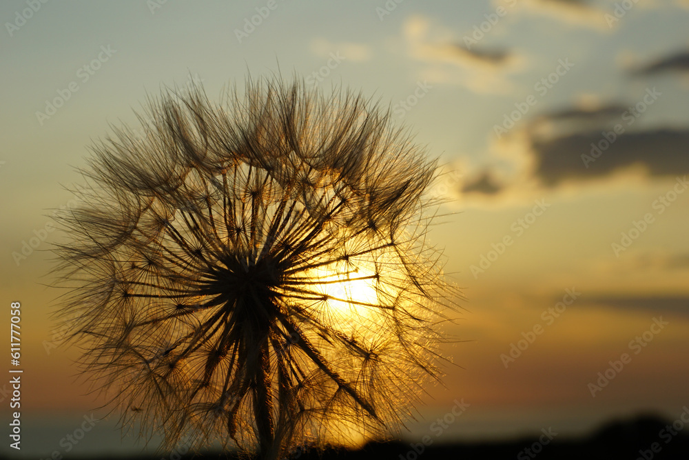 The shadow of a tufted dandelion flower in front of the sunset