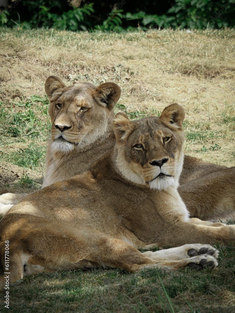 lionne lionne