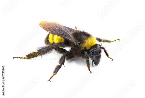Wild American bumblebee - Bombus pensylvanicus - lightly dusted with yellow pollen Isolated on white background side front profile view