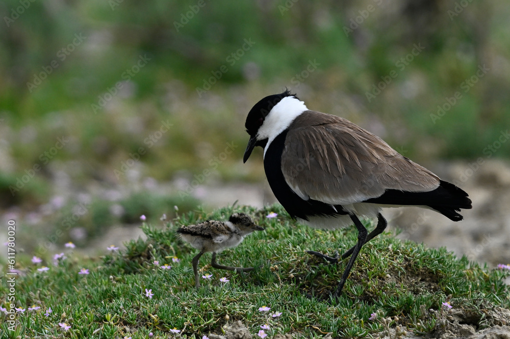 Spur-winged lapwing with chick // Spornkiebitz mit Küken (Vanellus spinosus) - Axios-Delta, Greece Spur-winged lapwing with chick // Spornkiebitz mit Küken (Vanellus spinosus) - Axios-Delta, Greece