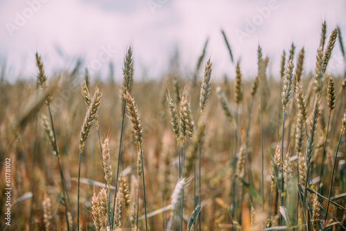 Green spikelets of wheat on the field. Close-up. Agricultural land.