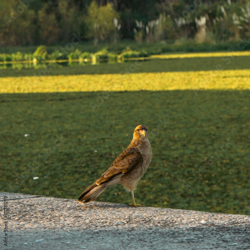 The eagle on the riverbank