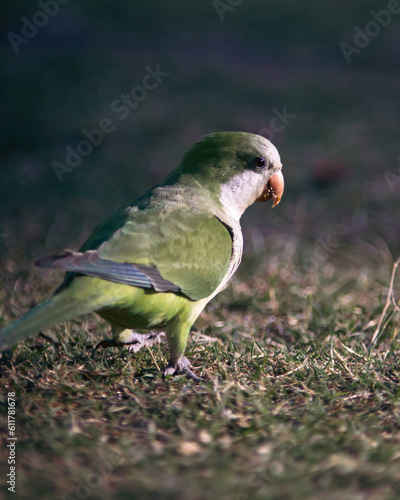 A colourful bird in a warm summer in Latin America