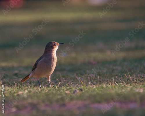 A colourful bird in a warm summer in Latin America