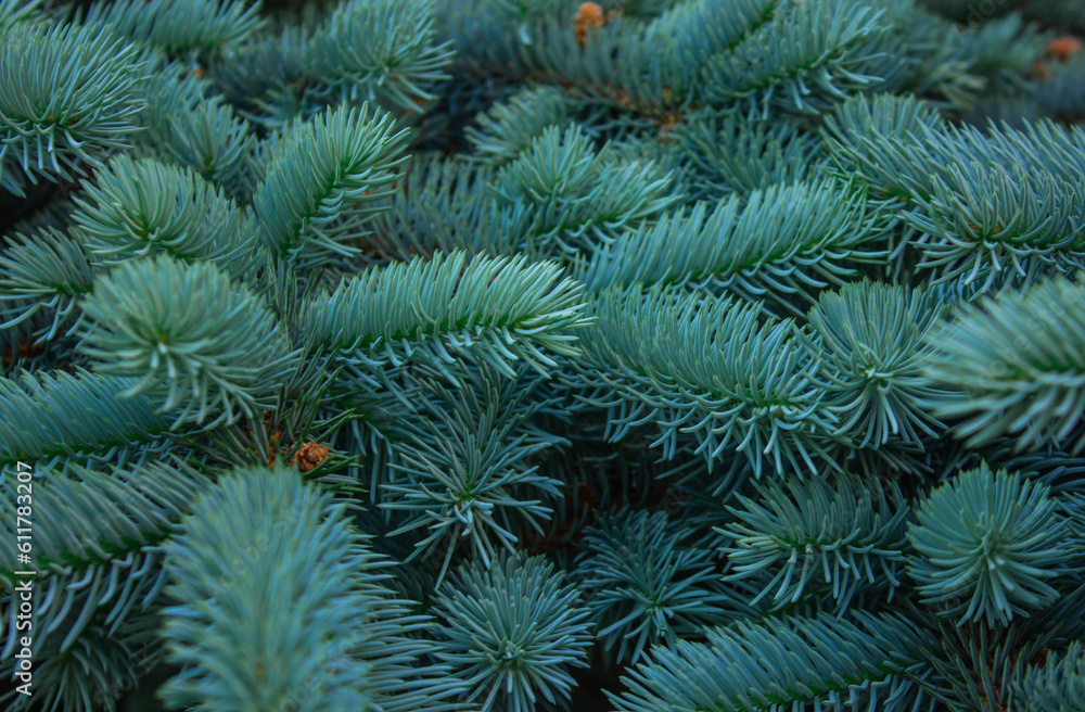 Photo of natural background blue spruce branch growing in the park.