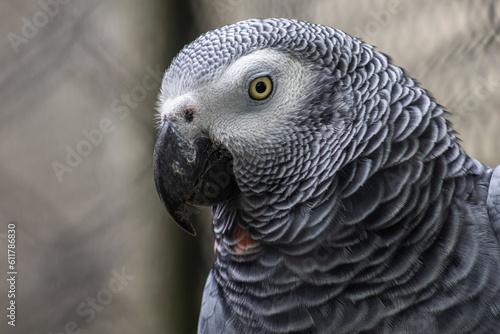 Head portrait of a grey parrot, close-up photography of the african bird of Congo. Psittacidae timneh.