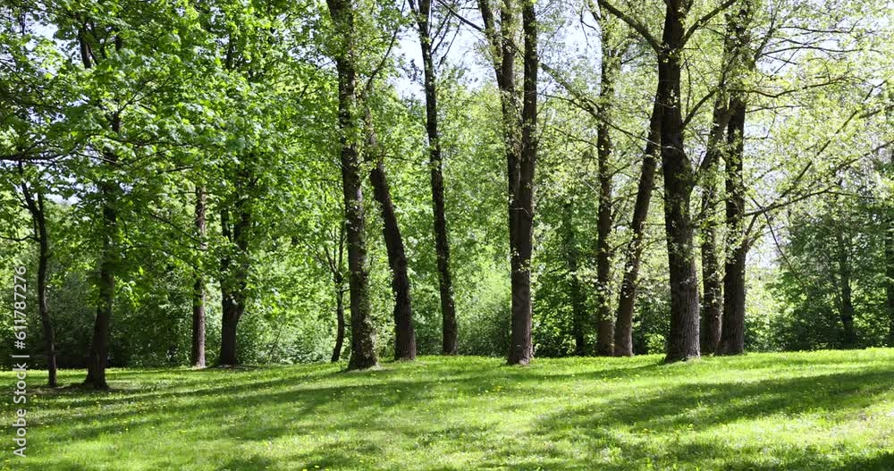 deciduous trees and green grass in the spring season in sunny weather, tall trees with green foliage on the background of green grass in the spring season deciduous trees and green grass in the spring season in sunny weather, tall trees with green foliage on the background of green grass in the spring season