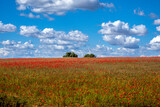 Spring nature landscape of field with grass, red poppies, trees in the center and deep blue sky with clouds