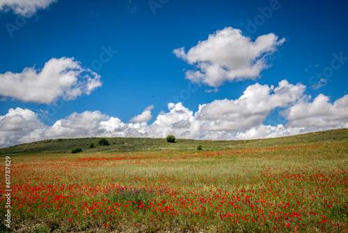 Spring nature landscape of field with grass, red poppies, trees in the center and deep blue sky with clouds