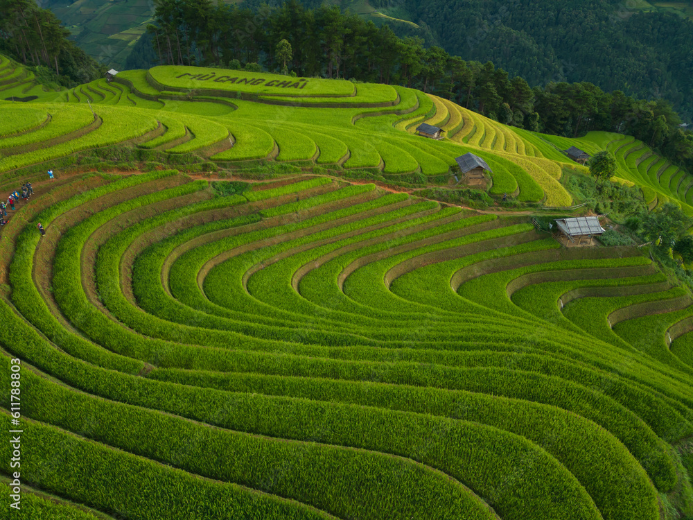 Aerial top view of fresh paddy rice terraces, green agricultural fields in countryside or rural area of Mu Cang Chai, mountain hills valley in Asia, Vietnam. Nature landscape background.