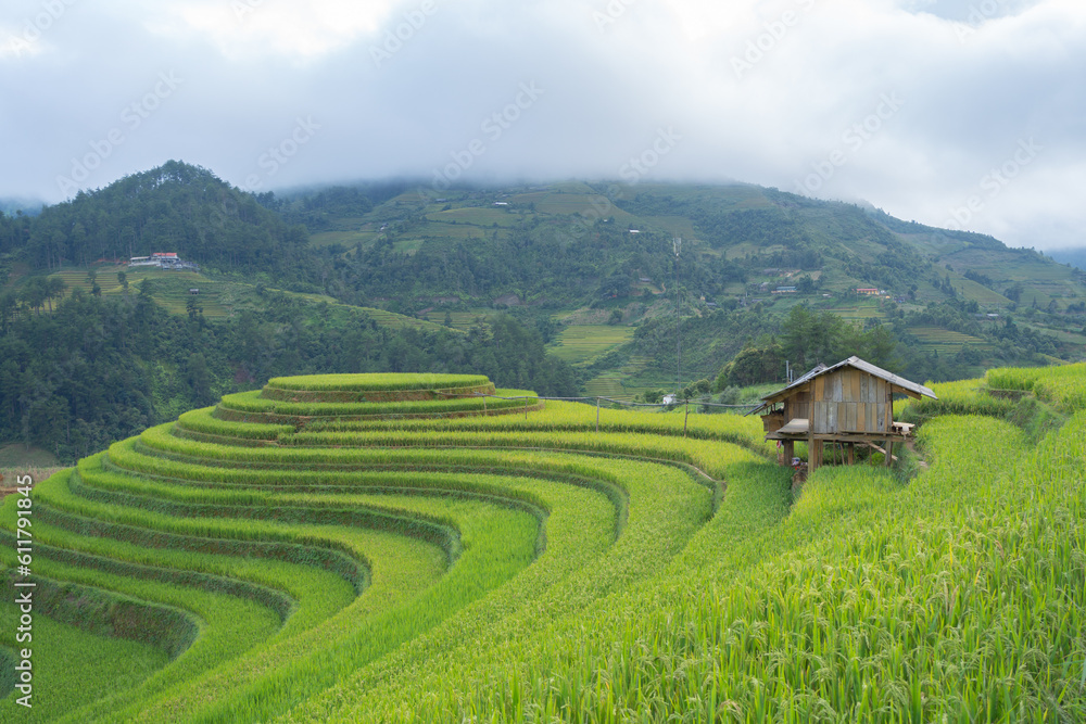 Aerial top view of fresh paddy rice terraces, green agricultural fields in countryside or rural area of Mu Cang Chai, mountain hills valley in Asia, Vietnam. Nature landscape background.