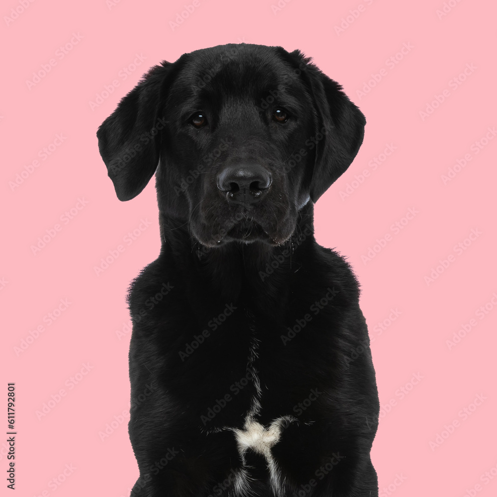 adorable labrador retriever puppy looking forward and sitting adorable labrador retriever puppy looking forward and sitting