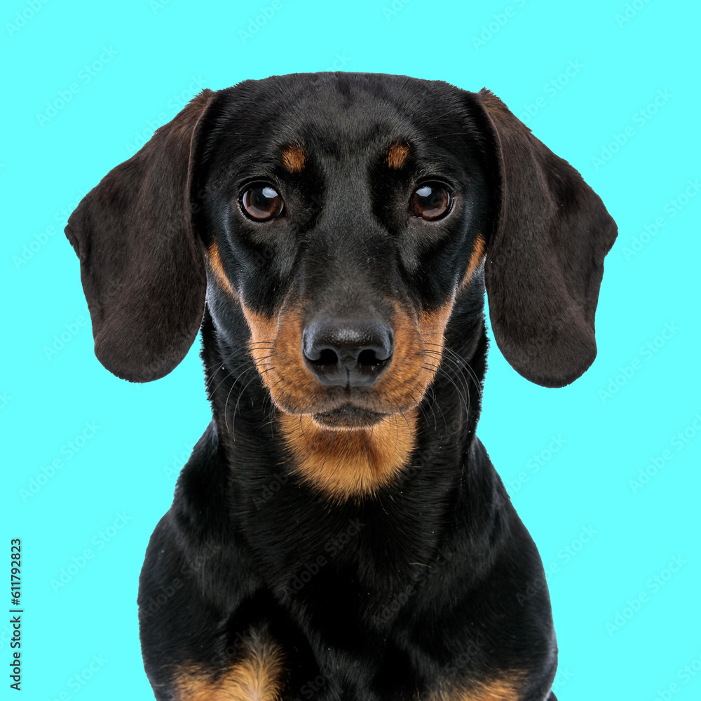 cute teckel dachshund dog looking forward and sitting
